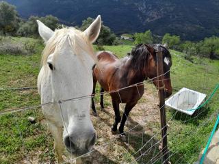 El Higuerón (Serranía de Ronda) - 5
