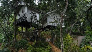 Tree Nature Resort - 3