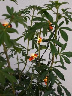 Loc' Maria - Groix Locations - 1