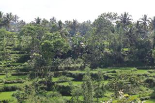 Bunga Maliq Bungalow Lombok - 5