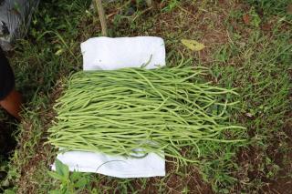 Bunga Maliq Bungalow Lombok - 6