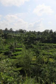 Bunga Maliq Bungalow Lombok - 7