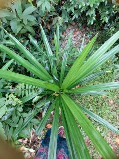 Golden Breeze Villa - 4