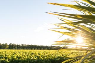 Villa le Mas - Vignoble - Piscine privé - Climatisation - 35min Saint Tropez - 8
