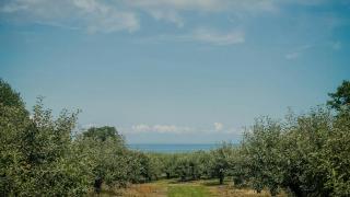Wooden Home Among Apple Trees With Ocean View - 9