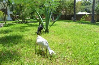 Villa Nika, between palm trees, beach and elephants - 7
