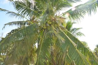 Villa Nika, between palm trees, beach and elephants - 1