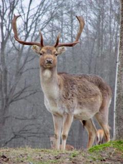 Holiday rancho Zeltrīti - 8