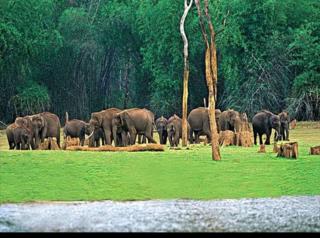 Munnar Mountain view cottage - 5
