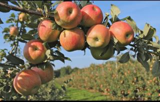 Munnar Mountain view cottage - 5