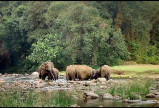 Munnar Mountain view cottage - 4