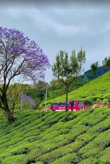 Munnar Mountain view cottage - 2