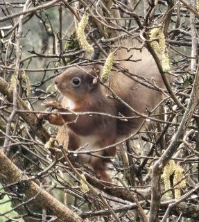 Bridie's Cottage - 5