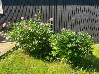 Summerhouse Denmark in Tisvildeleje 700 m walk from beach - 4