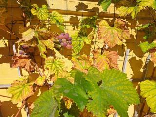 Holiday Home Amlethus - 375m from the sea by Interhome - 8