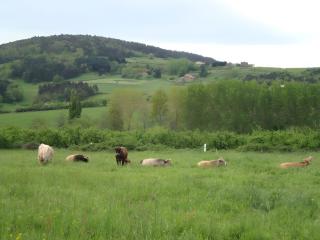 Le Mas Saint Victor - 1