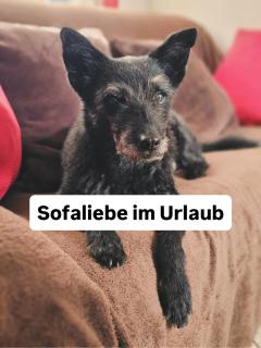 Hundeurlaub im Tiny House im Wald - 7