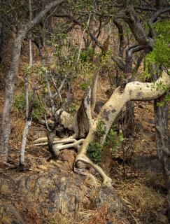 Kameelpoort Luxury Villa - 9