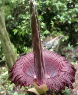 Dendi guest house & orang utan explore - 6