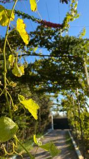 منتزه السلامة Parc ASSALAMA - 3