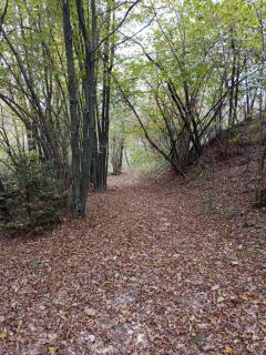 123 la casa nel bosco - 7