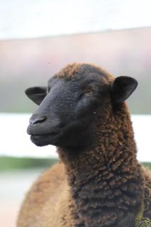 Granja & Vivero Lavanda - 1