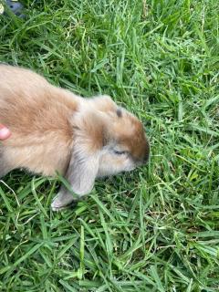 Granja & Vivero Lavanda - 3