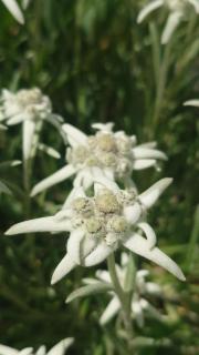 Gästehaus Hausberger - 8