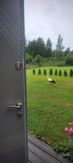 Glempings Anemones - 7