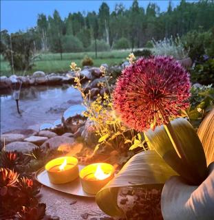 Glempings Anemones - 5