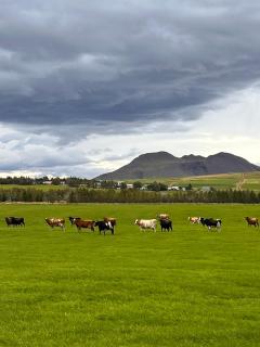 Hótel Eyjafjallajökull - 6