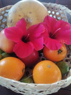 Villa Ti Kabri, 500 m de la plage, Ile Rodrigues, Ile Maurice - 9