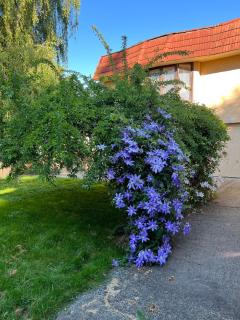 Spacious and bright large suite with independent access - 3