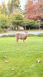 Seagull Studio Vacation Suite - 1