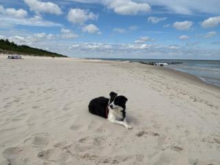 Apartament Krab AKTENA Shellter Rogowo - 5