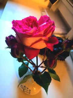 Rosen Garten Haus - 0