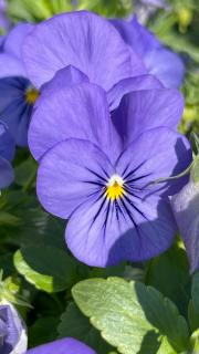 SOKO Guesthouse & Garden - 9