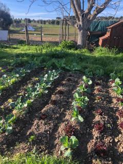 Monte da Rochela - 4