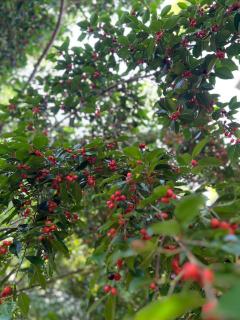 HomeandHomestay Chiang Kham - 5