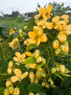 Santa Barbara Lodge - 7