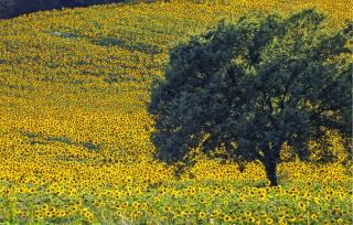 Nice Apartment In Montevarchi With Wifi - Montevarchi - 5