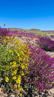 Departamento en Bahía Inglesa full equipado - Wifi y cable - 1