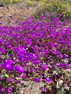 Departamento en Bahía Inglesa full equipado - Wifi y cable - 1