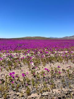 Departamento en Bahía Inglesa full equipado - Wifi y cable - 8