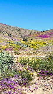 Departamento en Bahía Inglesa full equipado - Wifi y cable - 8