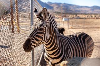 Zebra Ranch 2-br Tiny Homemtn Viewtrailsbrbq - 6