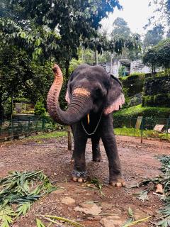 Casa Nube Resort Munnar - 5