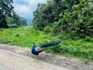 Casa Nube Resort Munnar - 9