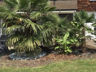 Ferienwohnung Palmengarten - Sankt Johann - 7