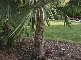 Ferienwohnung Palmengarten - 2